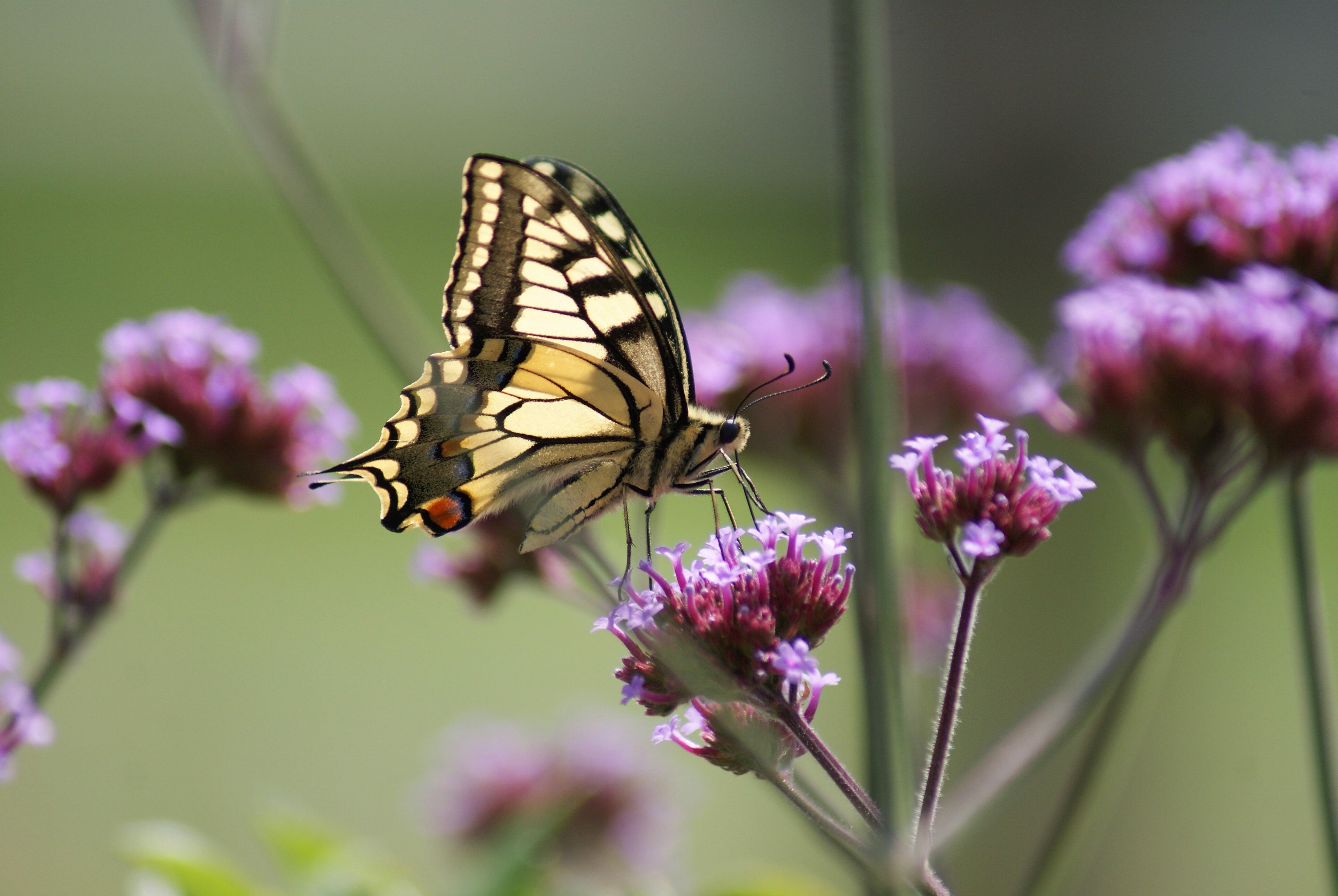 heikefrohnhoff-butterfly-7306558.jpg__PID:0c41ebce-2a38-4324-94f0-18467ef421d2
